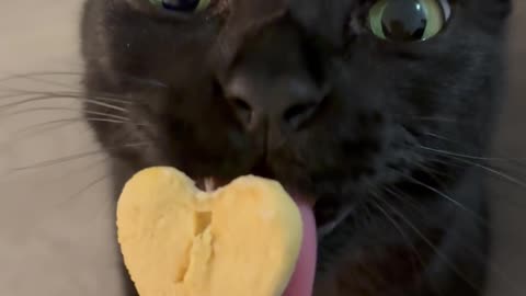Black Cat Betrayed By Tasty Treat