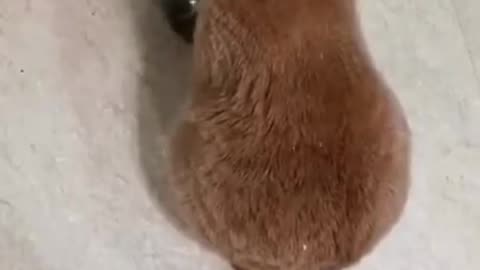 Angry Cat Asking For Food, Banging Bowl | FUNNY CAT VIDEOS