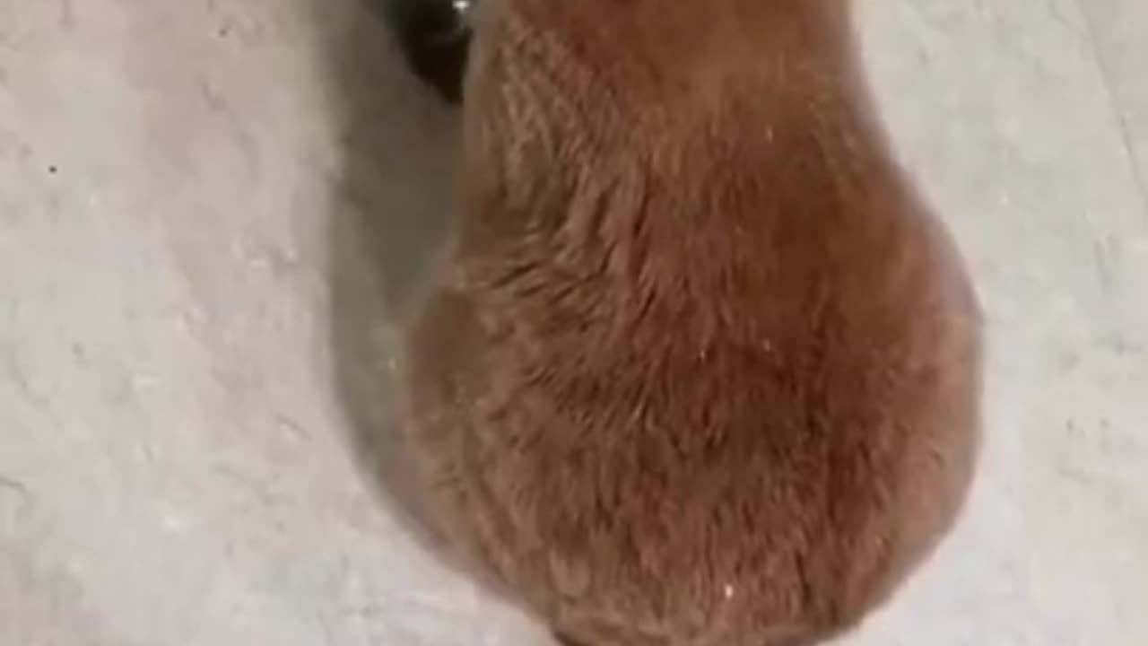 Angry Cat Asking For Food, Banging Bowl | FUNNY CAT VIDEOS