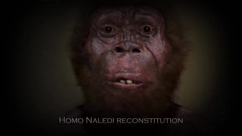 Marche du progrès La Préhistoire Interdite On ne descend pas des Hominidés