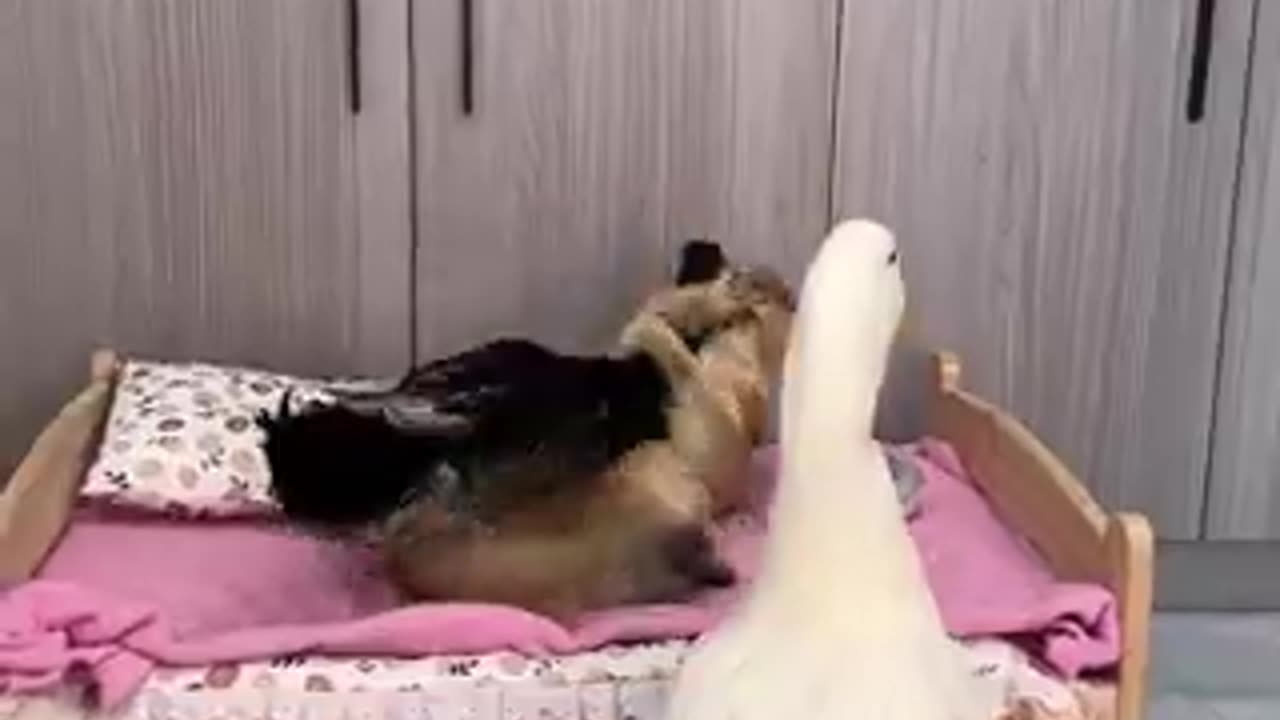 Funny daily life of cats and ducks | funny video | crazy clips