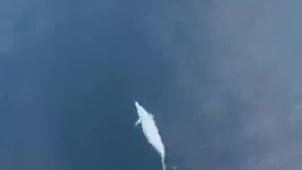 🐬😲 Dolphin Masters Ship's Wave Like A Pro! | FeedMyCuriosity