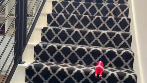 Tiny Toy Poodle Zoomies for TP