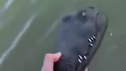 Remote Control Gator