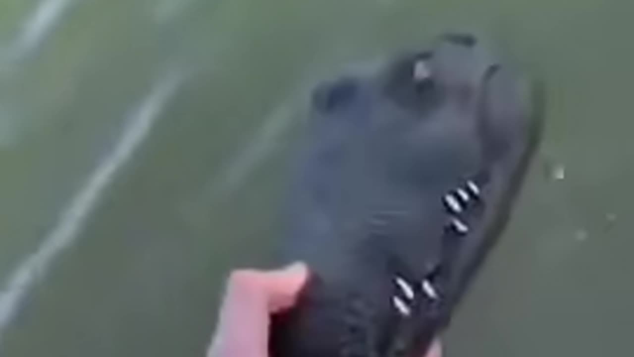 Remote Control Gator