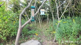 🔴 Live Bird Feeder - Bird Watching and Squirrels | Countryside Backyard