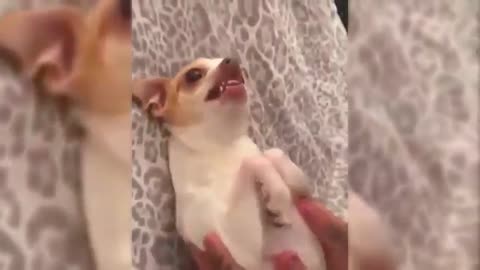 Funny Dogs and Cats