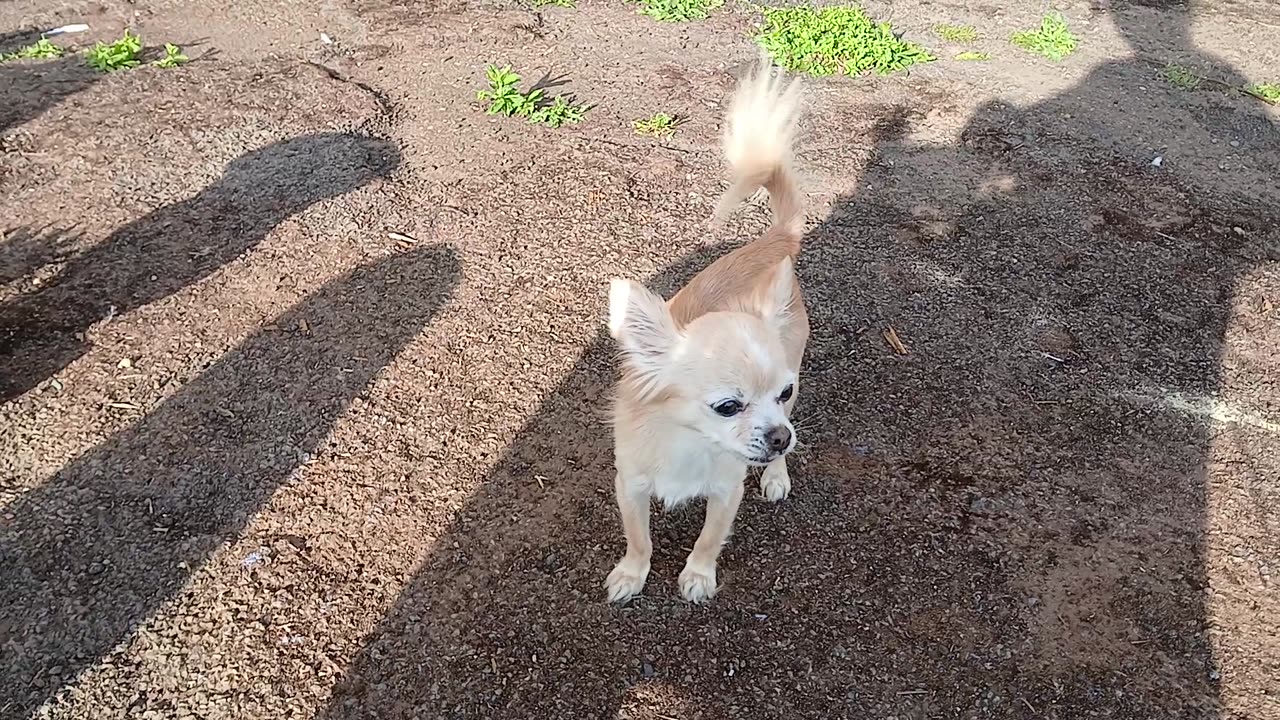 Chihuahuas singing