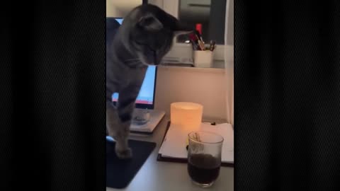 newest funny cats and dogs videos of 2025, funniest-animals