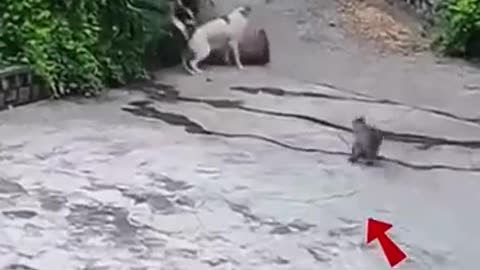 Breaking: Cat vs 3 Dogs – Epic Rescue! #shortvideo #short #animals #dog #cat #om