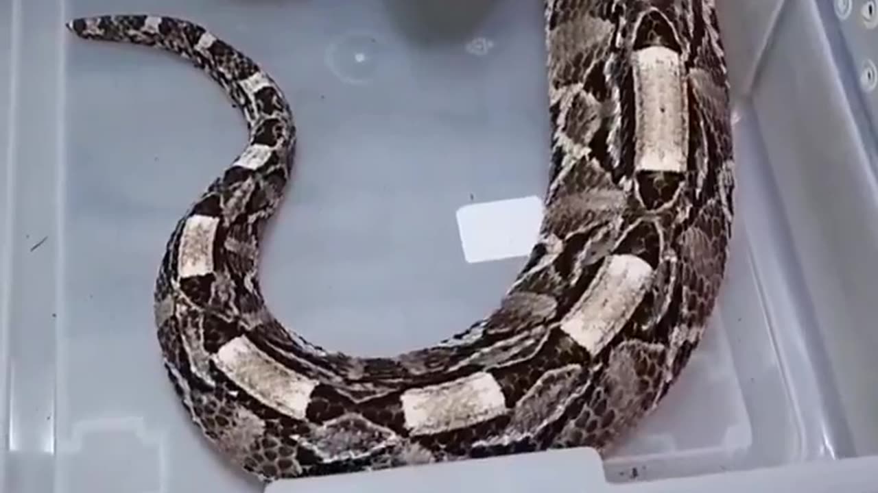 🤯✨ Discover The Defensive Sound of Gaboon Viper! | FeedMyCuriosity