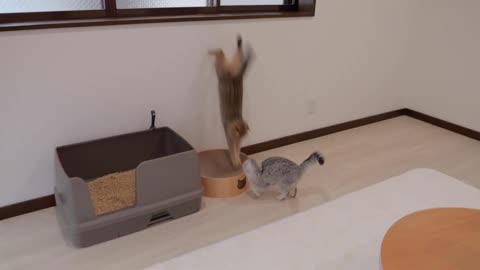 This kitten was so cute_ climbing so hard but eventually running out of energy