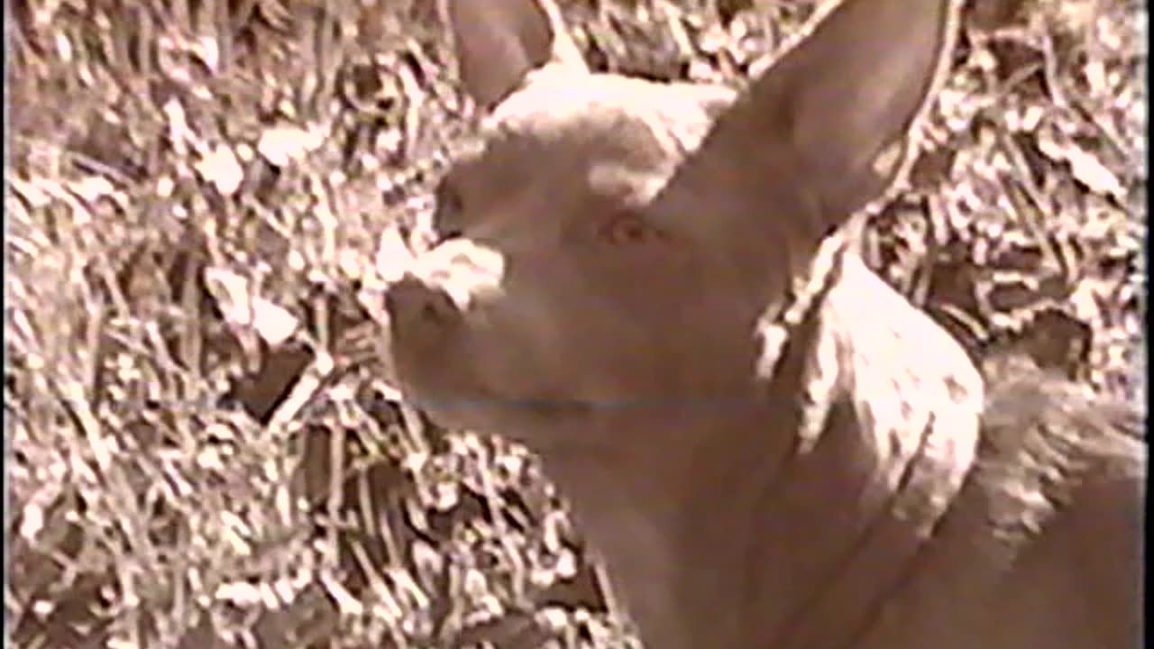 2004-VA-Mocha-4