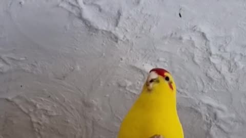 Chatty Cathy (Chocobo)