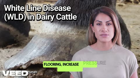 Understanding White Line Disease in Dairy Cattle:The Silent Threat to Your Herd's Health