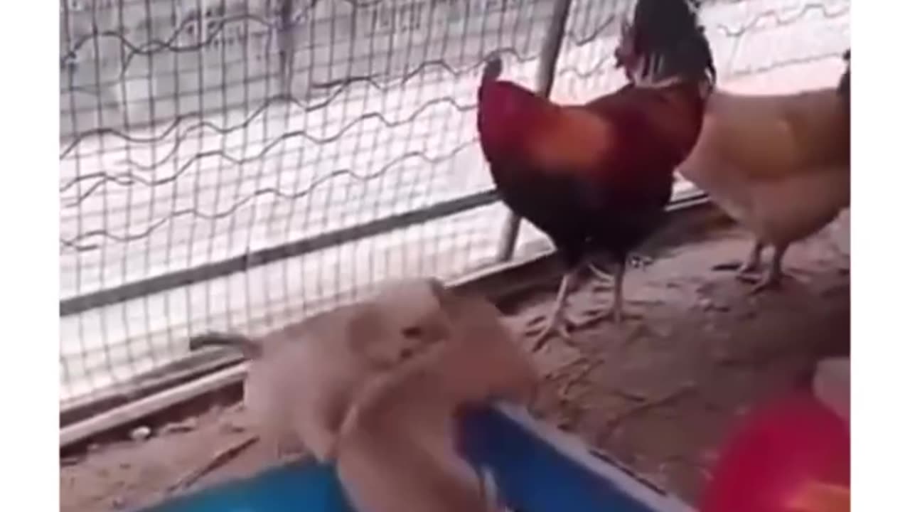 Have you ever seen thiss😂😂😂😂😂