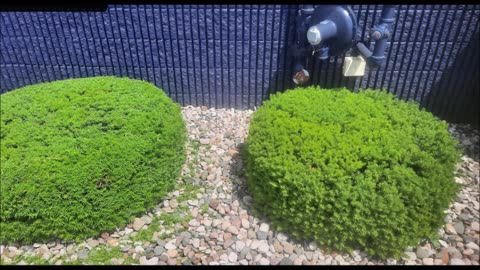 Todd Lawn Maintenance