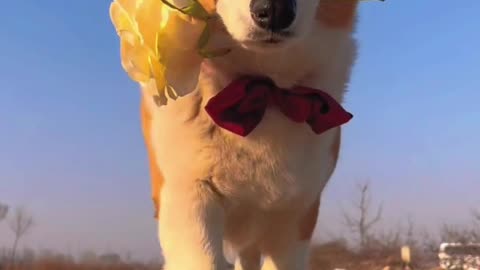 The cuteness level of Corgis