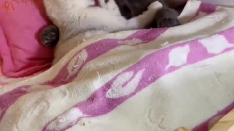 😍😍😘🔥 😍💦 FUNNY Animals and pet's💕😘 😘🔥 💕😘 😍💦 💦