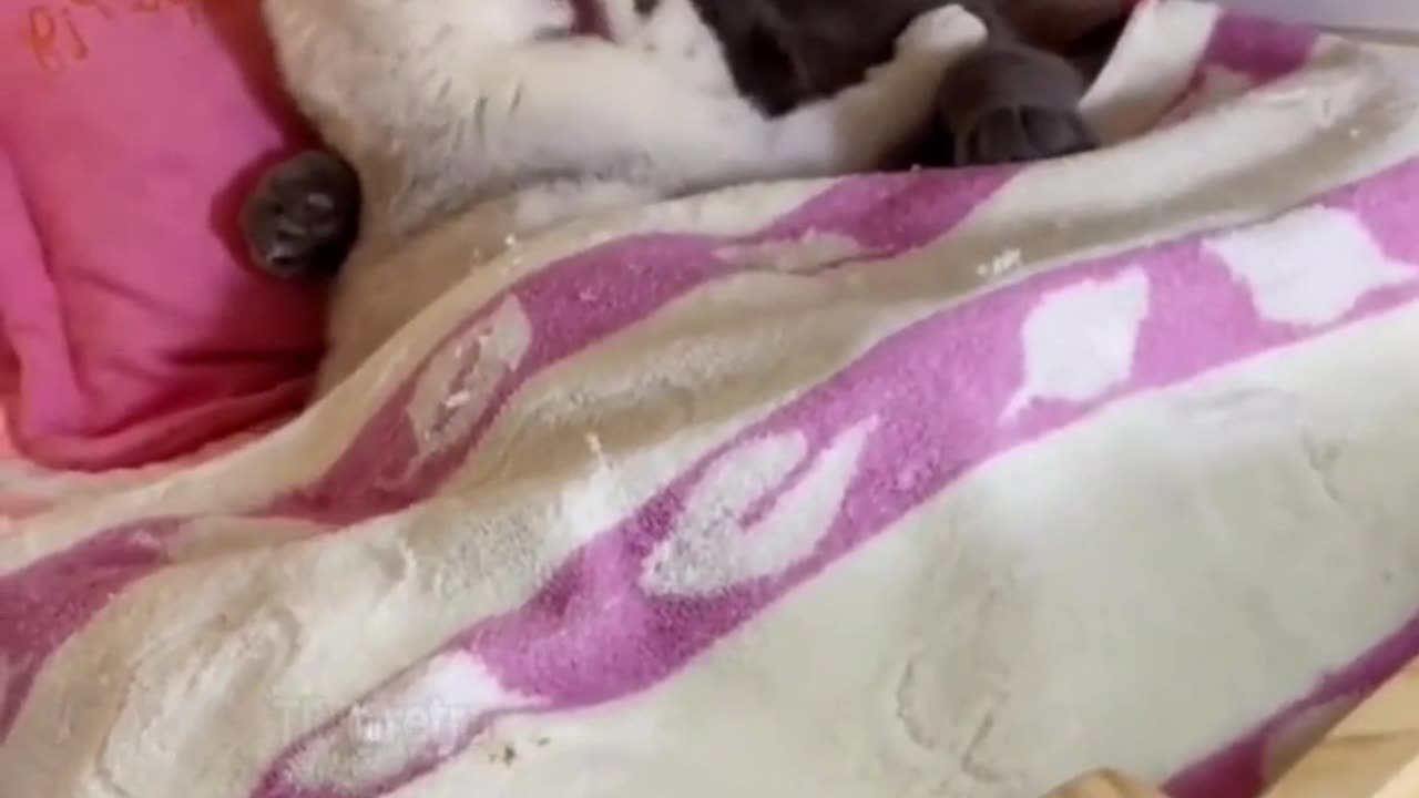 😍😍😘🔥 😍💦 FUNNY Animals and pet's💕😘 😘🔥 💕😘 😍💦 💦
