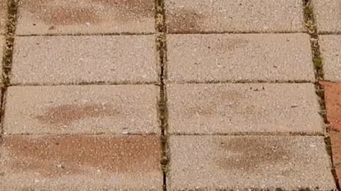 Dhaya Industries – Premium Paver Blocks Manufacturer