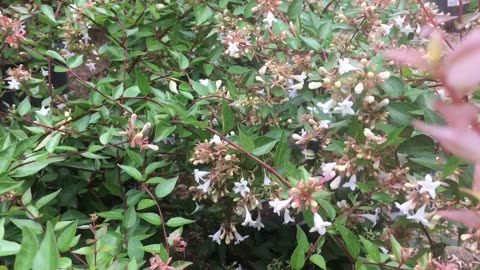 The relationship between flowers and bees