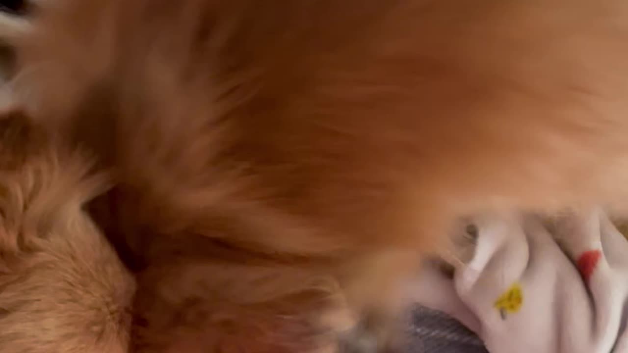 Pomeranian playing with kitten