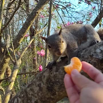"Mika The Squirrel's reaction to the orange fruit".