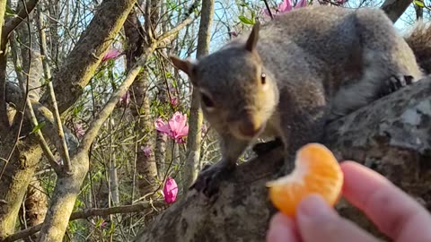 "Mika The Squirrel's reaction to the orange fruit".