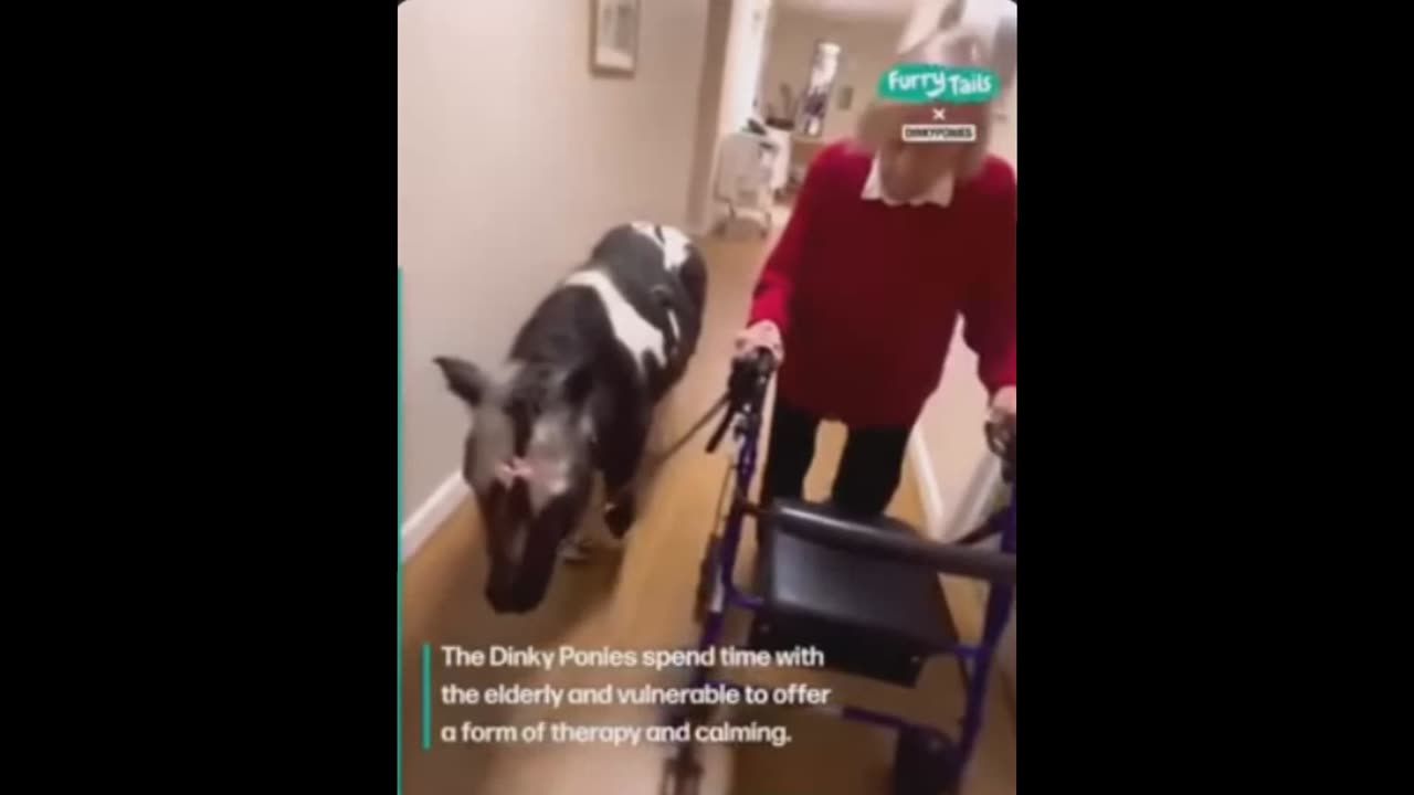 Look how animals help the elderly in their last days