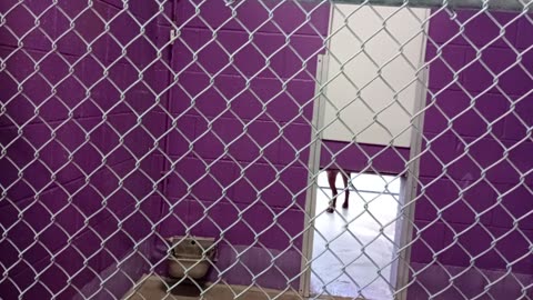 Gustavo 1y Pet Id 946475 kennel 19 HSSAZ shelter VID_20250517_144449199