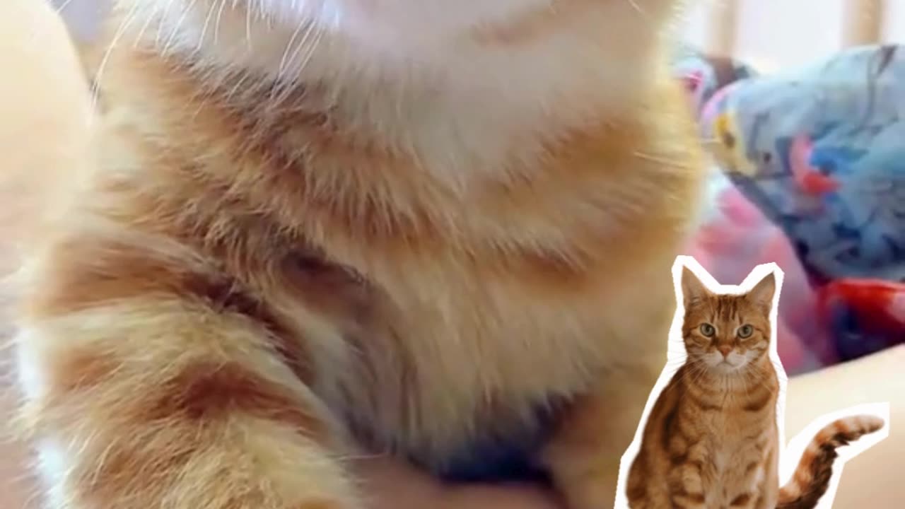 Bunny kecking #catsoftiktok #cute #fyp #catsoftiktok