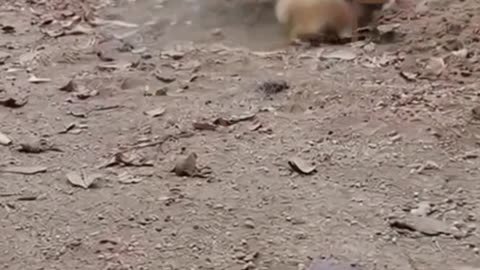 Funny animals video