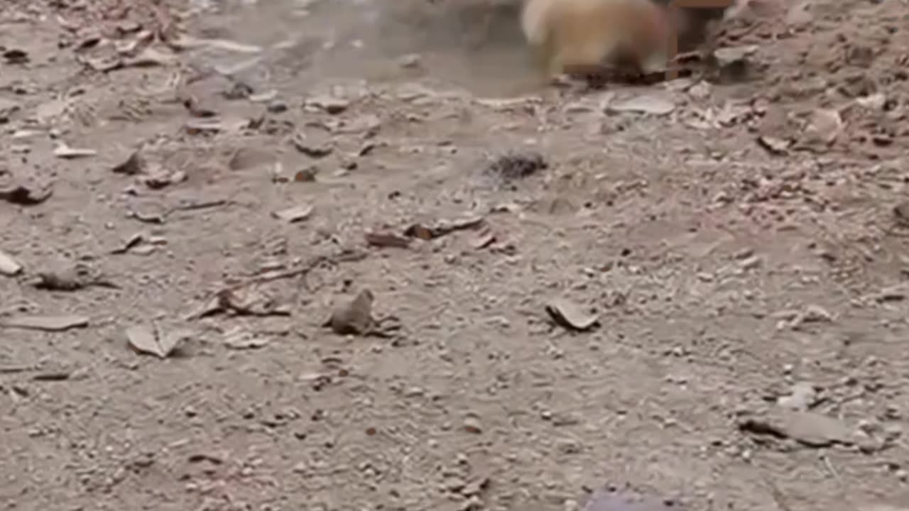 Funny animals video