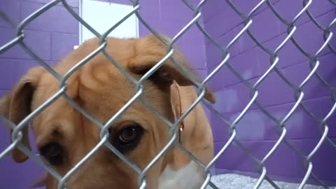 Nugget 5y Pet Id 946758 kennel 15 HSSAZ shelter kept an eye on doggie neighbor Tanner too20251205401