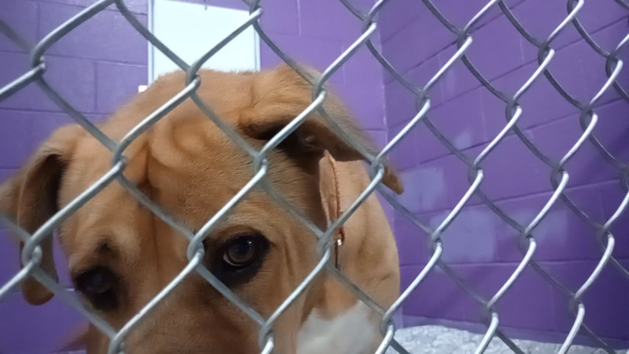 Nugget 5y Pet Id 946758 kennel 15 HSSAZ shelter kept an eye on doggie neighbor Tanner too20251205401