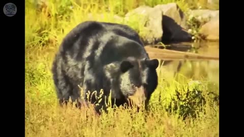 The crying bear brought her dying cub to the man, then the unbelievable happened.