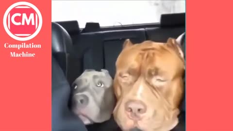 Animal fails😂😂