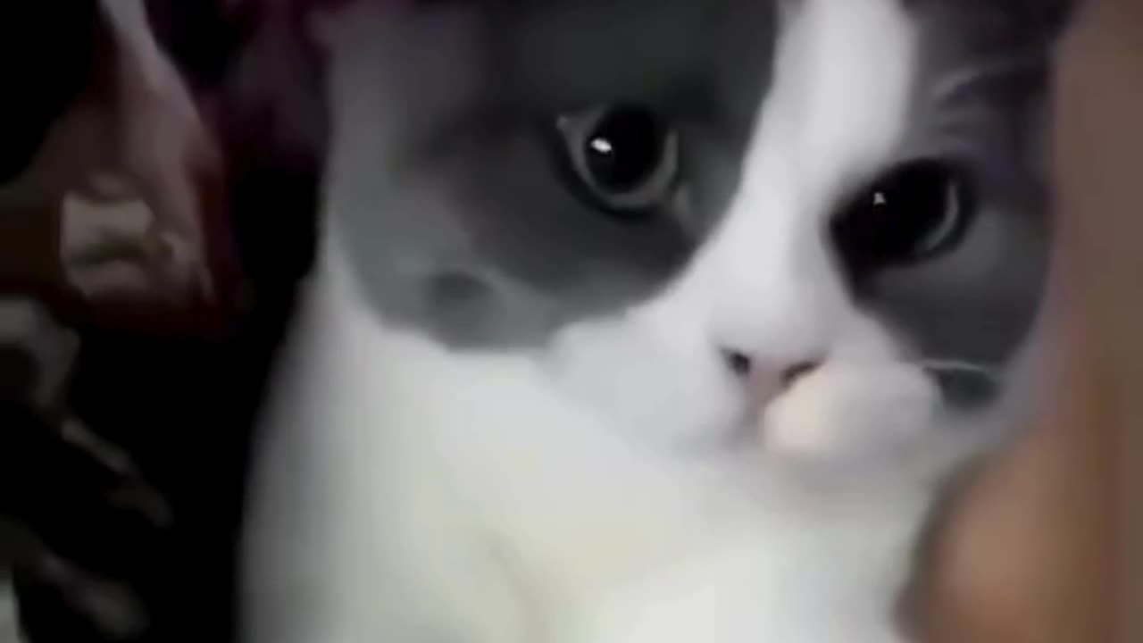 FUNNY ANIMAL COMPILATIONS - PART 38