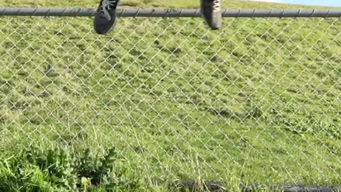 funny animals