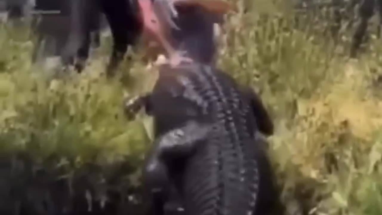 "🐊😨 Almost Got Caught While Feeding an Alligator! 😱🔥"