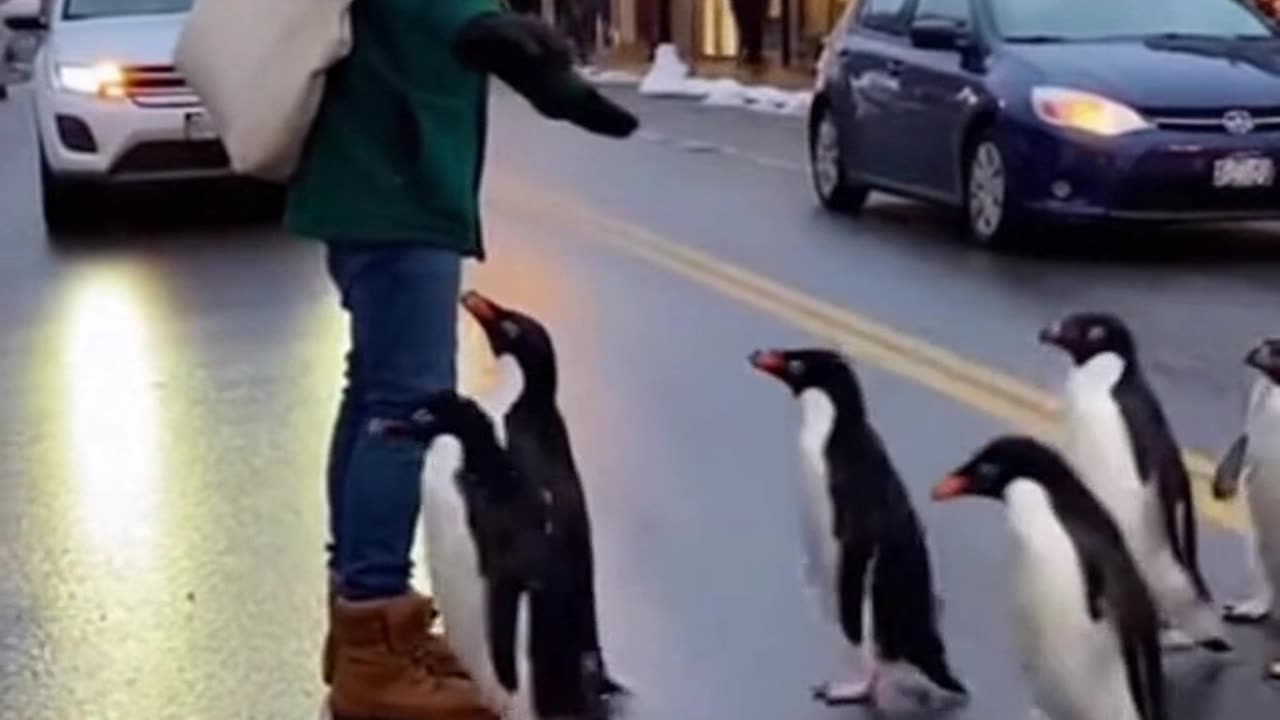 Sassy Penguin Crossing Guard