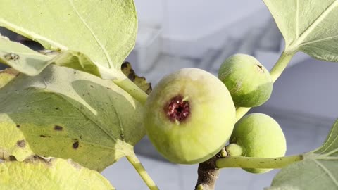 Figs in my terrace garden