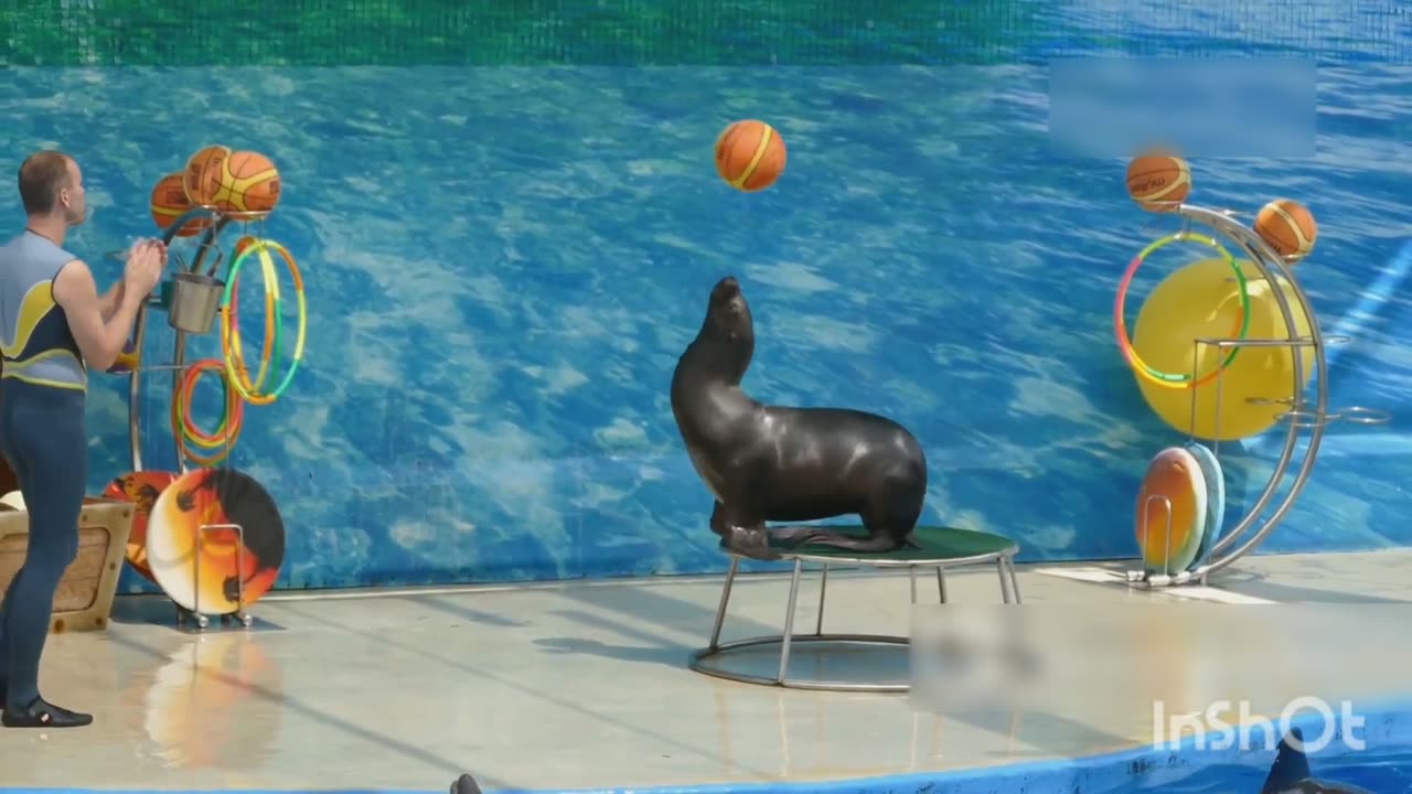 Animals ki Amazing Activities!