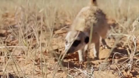 Meerkat Vs Cobra