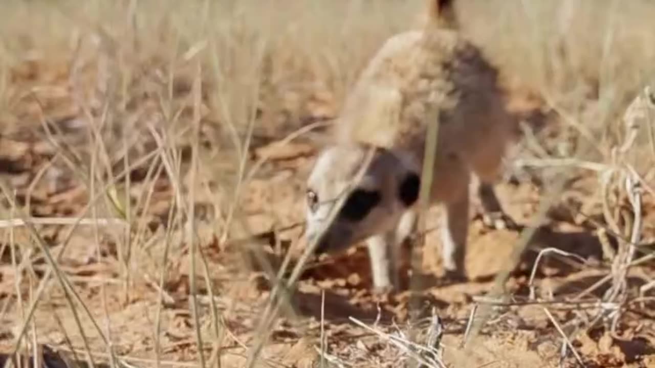 Meerkat Vs Cobra