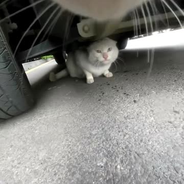 CATS Chasing each other