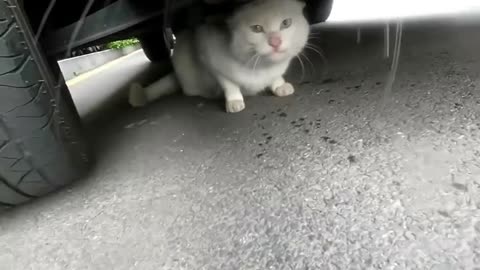 CATS Chasing each other