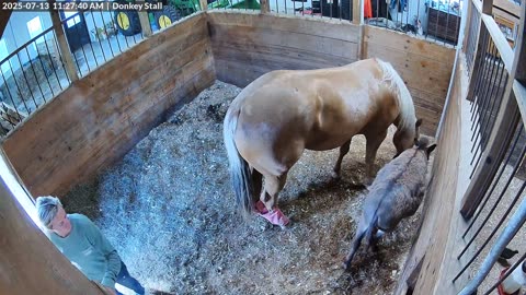 Horse Spooks Into Owner's Forehead
