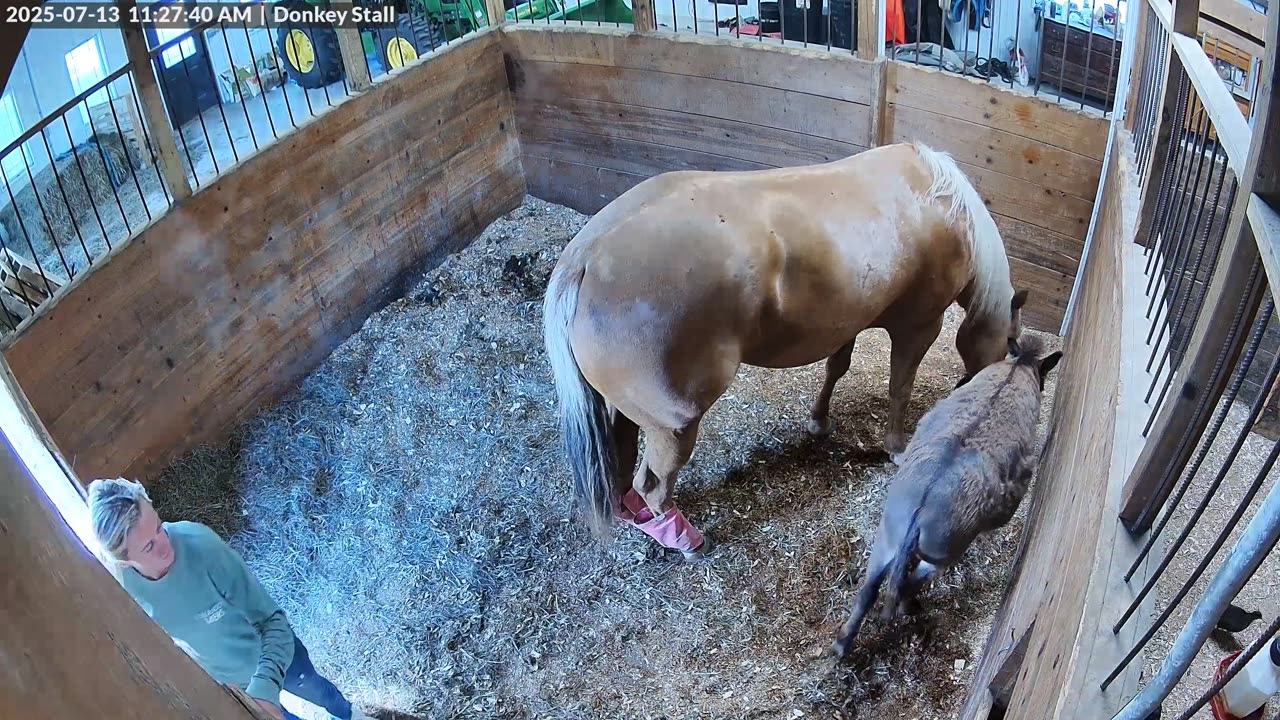 Horse Spooks Into Owner's Forehead